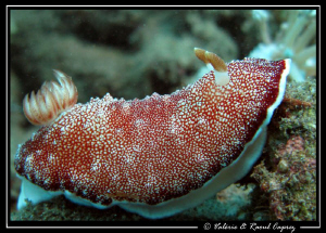 Chromodoris reticulata by Raoul Caprez 
